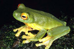 Red-eyed Tree Frog (Litoria chloris) Copyright Julian Bentley. Photograph by Julian Bentley.