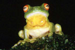 Red-eyed Tree Frog (Litoria chloris) Copyright Julian Bentley. Photograph by Julian Bentley.