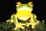 Red-eyed Tree Frog (Litoria chloris) Copyright Julian Bentley. Photograph by Julian Bentley.