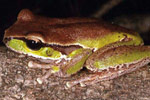 Blue Mountains Tree Frog (Litoria citropa) Copyright Julian Bentley. Photograph by Julian Bentley.