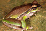 Blue Mountains Tree Frog (Litoria citropa) Copyright Julian Bentley. Photograph by Julian Bentley.