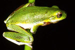 Cooloolah Tree Frog (Litoria cooloolensis) Copyright Julian Bentley. Photograph by Julian Bentley.