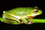 Cooloolah Tree Frog (Litoria cooloolensis) Copyright Julian Bentley. Photograph by Julian Bentley.