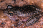 Copland's Rock Frog (Litoria coplandi) Copyright Julian Bentley. Photograph by Julian Bentley.