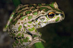 Spotted-thighed Frog (Litoria cyclorhyncha) Copyright Julian Bentley. Photograph by Julian Bentley.