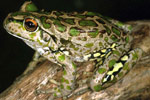 Spotted-thighed Frog (Litoria cyclorhyncha) Copyright Julian Bentley. Photograph by Julian Bentley.