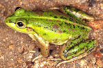 Dahl's Aquatic Frog (Litoria dahli) Copyright Julian Bentley. Photograph by Julian Bentley.