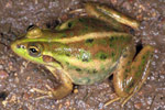 Dahl's Aquatic Frog (Litoria dahli) Copyright Julian Bentley. Photograph by Julian Bentley.