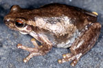 Bleating Tree Frog (Litoria dentata) Copyright Julian Bentley. Photograph by Julian Bentley.