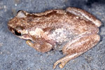 Bleating Tree Frog (Litoria dentata) Copyright Julian Bentley. Photograph by Julian Bentley.