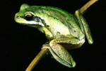 Southern Brown Tree Frog (Litoria ewingi) Copyright Julian Bentley. Photograph by Julian Bentley.