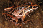 Freycinet's Frog (Litoria freycineti) Copyright Julian Bentley. Photograph by Julian Bentley.