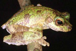 New Guinea Tree Frog (Litoria genimaculata) Copyright Julian Bentley. Photograph by Julian Bentley.