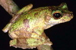 New Guinea Tree Frog (Litoria genimaculata) Copyright Julian Bentley. Photograph by Julian Bentley.