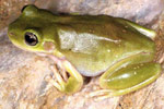 Centralian Tree Frog (Litoria gilleni) Copyright Julian Bentley. Photograph by Julian Bentley.
