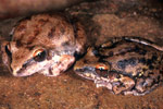 Floodplain Frog (Litoria inermis) Copyright Julian Bentley. Photograph by Julian Bentley.