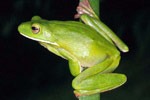 Giant Tree Frog (Litoria infrafrenata) Copyright Julian Bentley. Photograph by Julian Bentley.