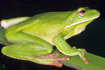 Giant Tree Frog (Litoria infrafrenata) Copyright Julian Bentley. Photograph by Julian Bentley.