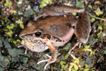 Broad-palmed Frog (Litoria latopalmata) Copyright Julian Bentley. Photograph by Julian Bentley.