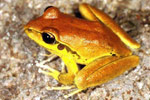 Stoney Creek Frog (Litoria wilcoxi) Copyright Julian Bentley. Photograph by Julian Bentley.