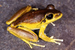 Stoney Creek Frog (Litoria wilcoxi) Copyright Julian Bentley. Photograph by Julian Bentley.