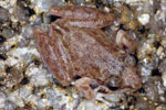 Rockhole Frog (Litoria meiriana) Copyright Julian Bentley. Photograph by Julian Bentley.