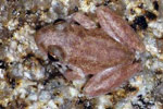 Rockhole Frog (Litoria meiriana) Copyright Julian Bentley. Photograph by Julian Bentley.
