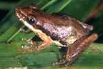 Javelin Frog (Litoria microbelos) Copyright Julian Bentley. Photograph by Julian Bentley.