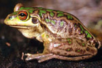 Motorbike Frog (Litoria moorei) Copyright Julian Bentley. Photograph by Julian Bentley.