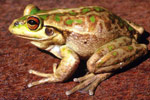 Motorbike Frog (Litoria moorei) Copyright Julian Bentley. Photograph by Julian Bentley.