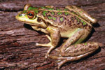 Motorbike Frog (Litoria moorei) Copyright Julian Bentley. Photograph by Julian Bentley.