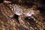 Torrent Tree Frog (Litoria nannotis) Copyright Julian Bentley. Photograph by Julian Bentley.