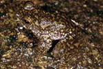 Torrent Tree Frog (Litoria nannotis) Copyright Julian Bentley. Photograph by Julian Bentley.