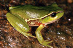 Leaf Green Tree Frog (Litoria nudidigita) Copyright Julian Bentley. Photograph by Julian Bentley.