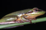Olongburra Tree Frog (Litoria olongburensis) Copyright Julian Bentley. Photograph by Julian Bentley.