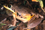 Pale Frog (Litoria pallida) Copyright Julian Bentley. Photograph by Julian Bentley.