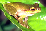 Pearson's Tree Frog (Litoria pearsoniana) Copyright Julian Bentley. Photograph by Julian Bentley.