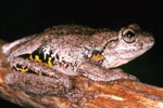 Peron's Tree Frog (Litoria peroni) Copyright Julian Bentley. Photograph by Julian Bentley.