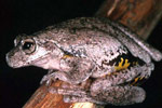 Peron's Tree Frog (Litoria peroni) Copyright Julian Bentley. Photograph by Julian Bentley.