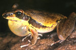 Masked Rock Frog (Litoria personata) Copyright Julian Bentley. Photograph by Julian Bentley.
