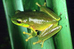 Green Stream Frog (Litoria phyllochroa) Copyright Julian Bentley. Photograph by Julian Bentley.