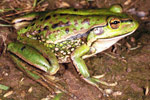 Growling Grass Frog (Litoria raniformis) Copyright Julian Bentley. Photograph by Julian Bentley.