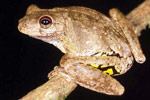 Roth's Tree Frog (Litoria rothi) Copyright Julian Bentley. Photograph by Julian Bentley.