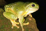 Magnificent Tree Frog (Litoria splendida) Copyright Julian Bentley. Photograph by Julian Bentley.