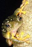 Magnificent Tree Frog (Litoria splendida) Copyright Julian Bentley. Photograph by Julian Bentley.