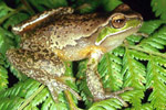 Glandular Frog (Litoria subglandulosa) Copyright Julian Bentley. Photograph by Julian Bentley.