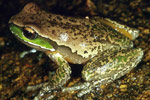 Glandular Frog (Litoria subglandulosa) Copyright Julian Bentley. Photograph by Julian Bentley.
