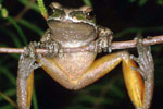 Glandular Frog (Litoria subglandulosa) Copyright Julian Bentley. Photograph by Julian Bentley.
