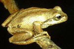 Verreaux's Tree Frog (Litoria verreauxi) Copyright Julian Bentley. Photograph by Julian Bentley.