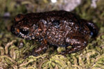 Nicholl's Toadlet (Metacrinia nichollsi) Copyright Julian Bentley. Photograph by Julian Bentley.
